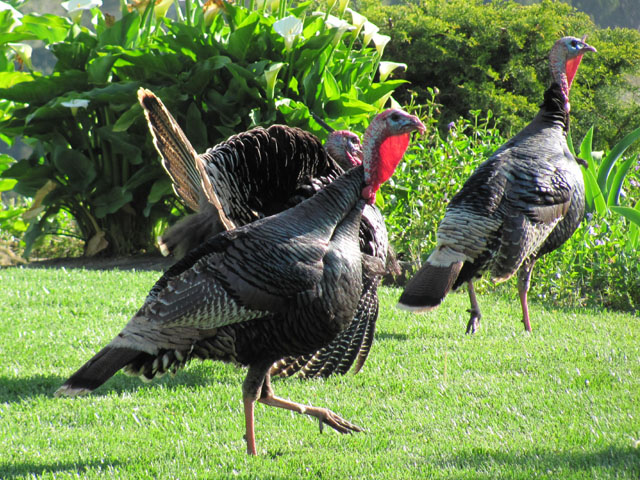 California Wild Turkeys